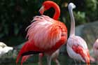 فلامینگو،Flamingo