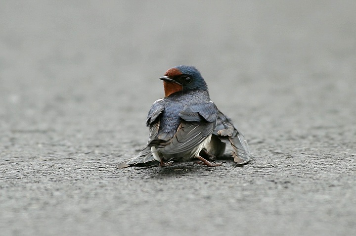 سوگ چلچله‌ها 3