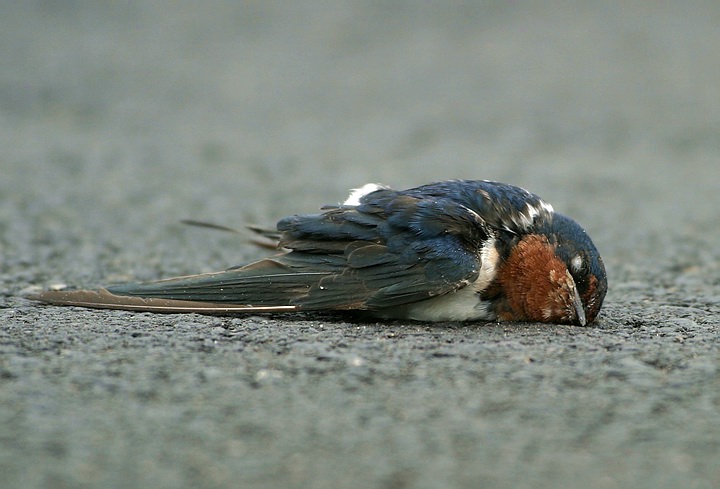 سوگ چلچله‌ها 9