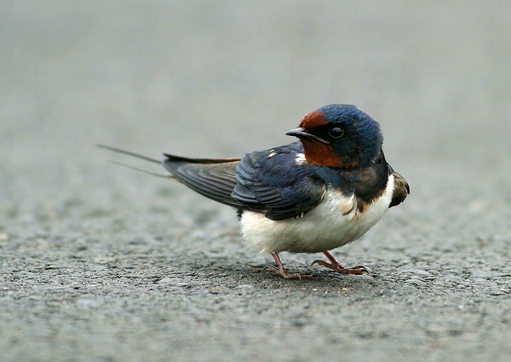 سوگ چلچله‌ها 10