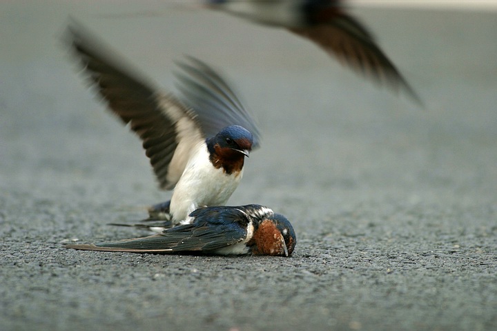 سوگ چلچله‌ها 11