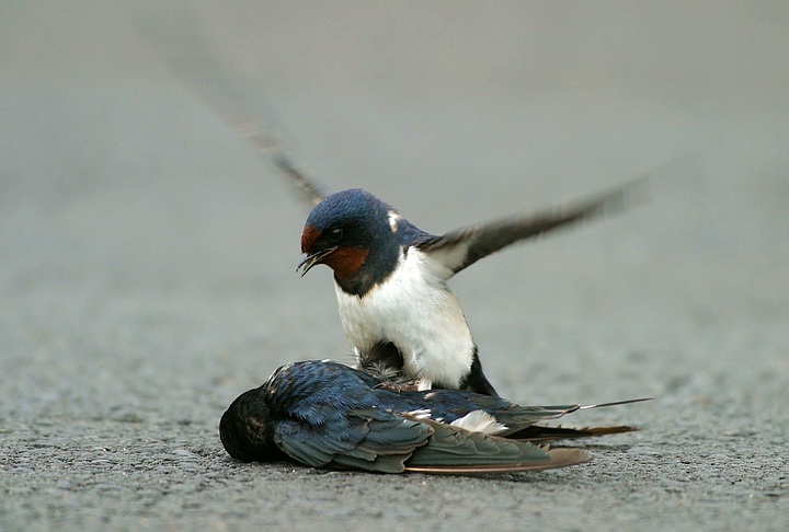 سوگ چلچله‌ها 12