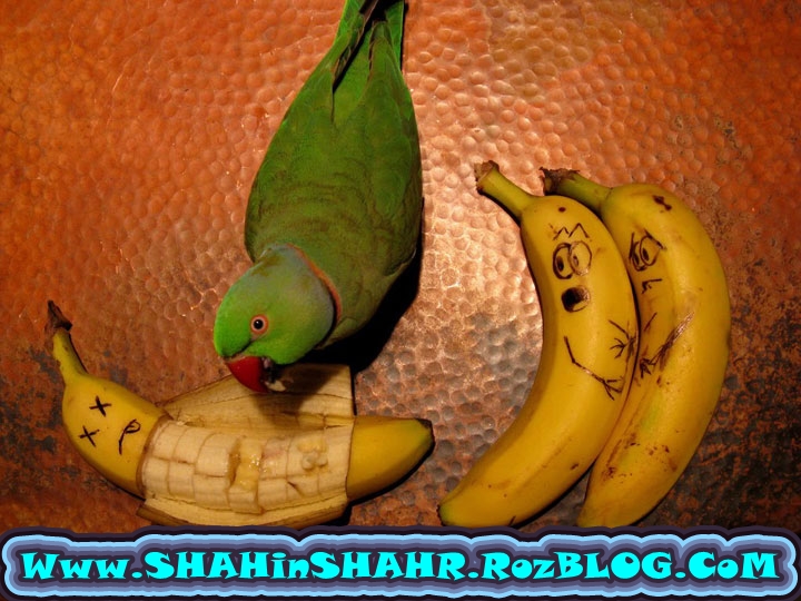 http://s2.picofile.com/file/7588712682/parrot_and_banana_funny_art.jpg