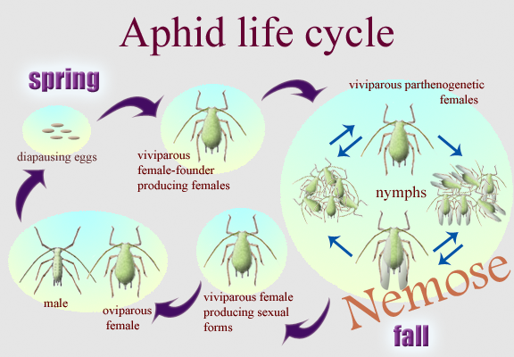 [diagram] Parthenogenesis Diagram Aphids Mydiagram Online