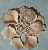 شهیدقدمی