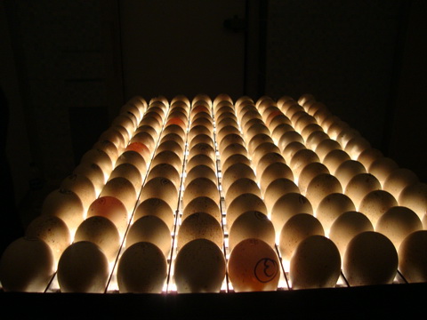 انتخاب تخم مرغهای جوجه کشی
