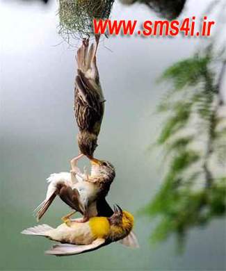 اس ام اس برای من www.sms4i.ir