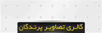 گالري تصاوير پرندگان