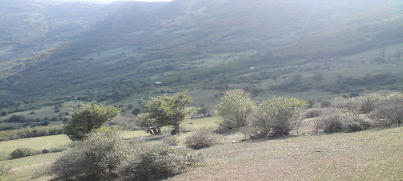 عکس از عطااله   شیری