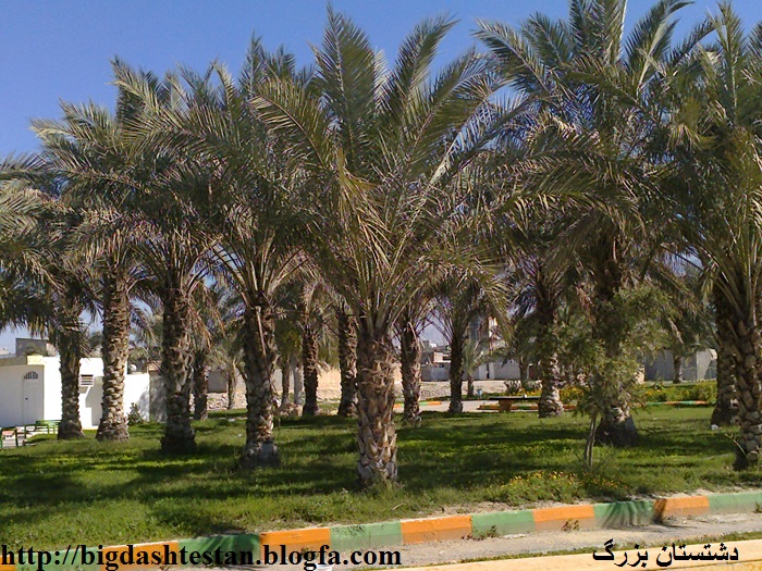 برازجان