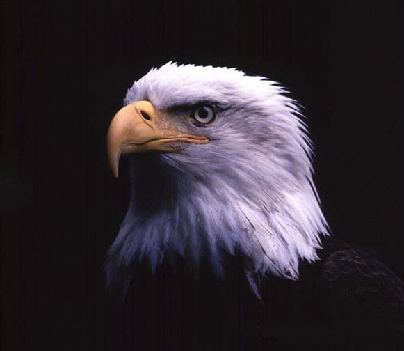 http://s2.picofile.com/file/7661171284/%D8%B9%D9%82%D8%A7%D8%A8.jpg