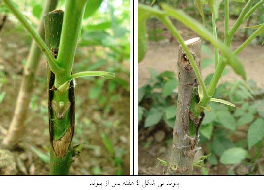 پیوند تی شکل در نهال های دوساله گردو- 09191812812 - خرید پستی سی دی آموزشی تکنیکهای پیوند زدن درختان میوه - فیلم آموزشی پیوند زدن درختان