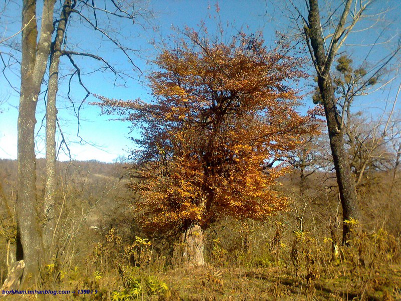 http://s2.picofile.com/file/7674813652/paeiz_lafor_3_.jpg