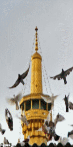 کبوتر حرم