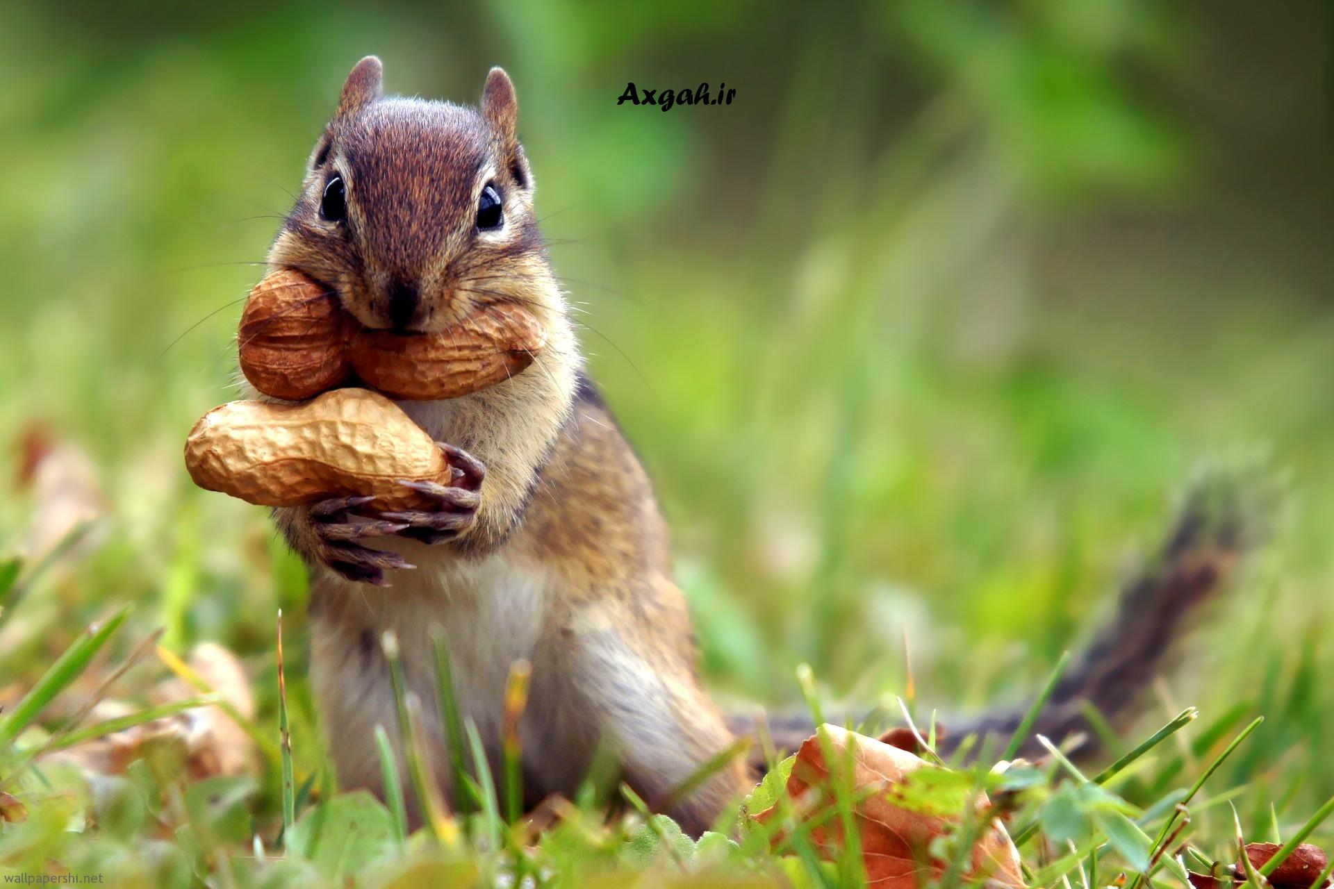 squirrel_nut_cute_animal_nature_grass_1920x1280.jpg