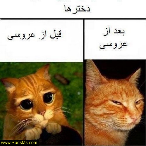 pictures_Funny_radsms_13.jpg