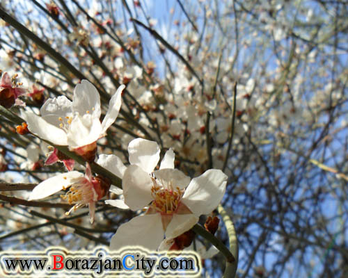 تصاویر شکوفه های بادام کوهی در پشت کوه برازجان (ناخا)