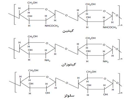 ساختار مولکولی کیتین و کیتوزان