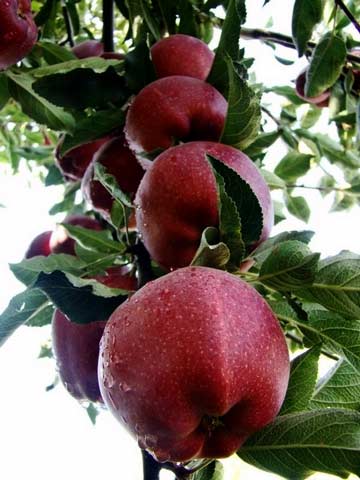 آموزش کاشت سیب