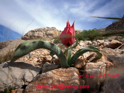 http://s2.picofile.com/file/7727618595/P4140073.jpg