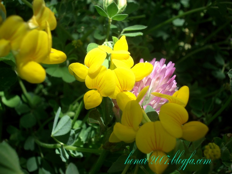 گلهای طبیعت 