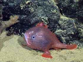 http://s2.picofile.com/file/7784288167/deep_sea_anglerfish_spotted_live_blue_juvenile_58595_600x450.jpg