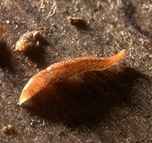 http://s2.picofile.com/file/7784316876/kerm.jpg