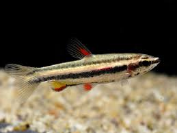 marginatus pencilfish