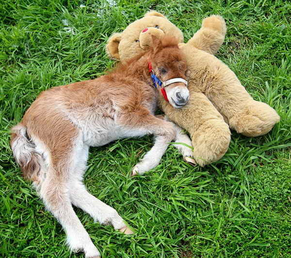 awesome_animals_emotion_17.jpg