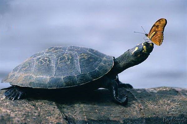 tortoise_and_butterfly.jpg