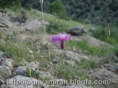 گفتگوی اقوام ایرانی