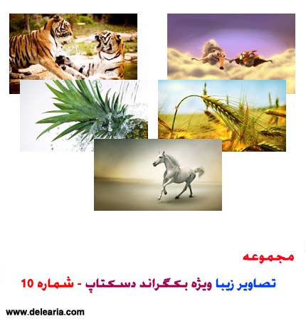 "DeleAria Group www.delearia.com"