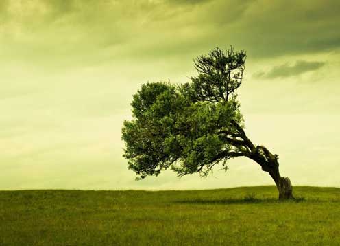 ریشه های قوی