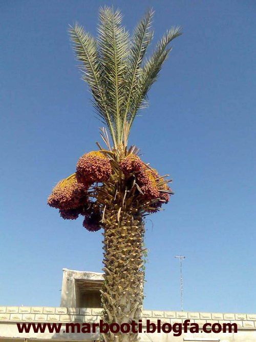 http://s2.picofile.com/file/7849960535/view2.jpg