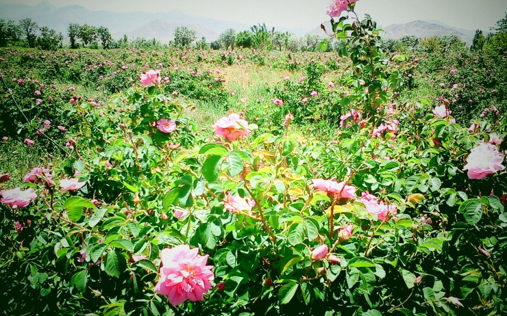 گل محمدی6