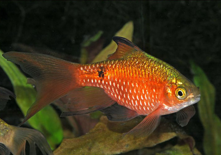 long fin rosy barb