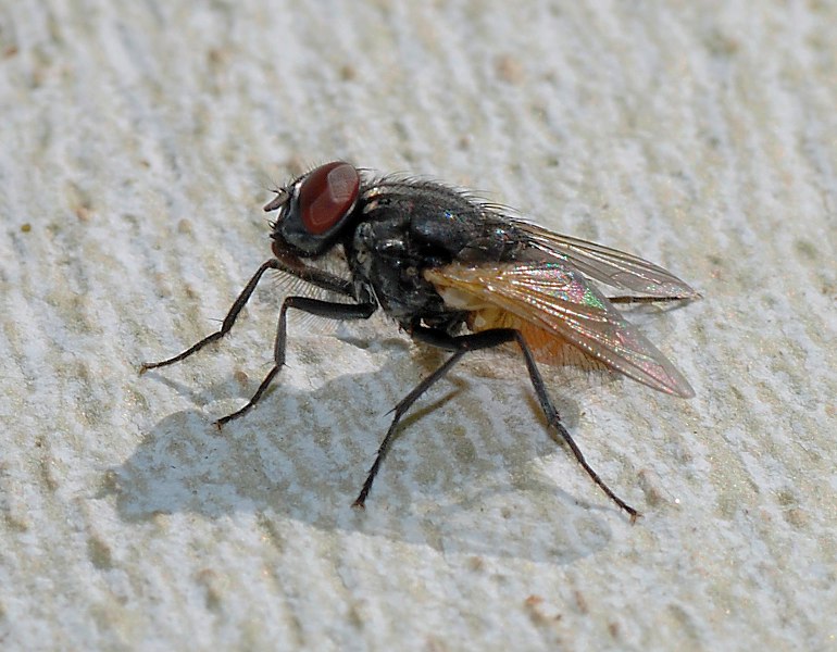 http://s2.picofile.com/file/7894842254/%D9%85%DA%AF%D8%B3.jpg