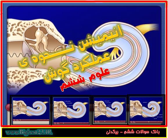 عملکرد گوش