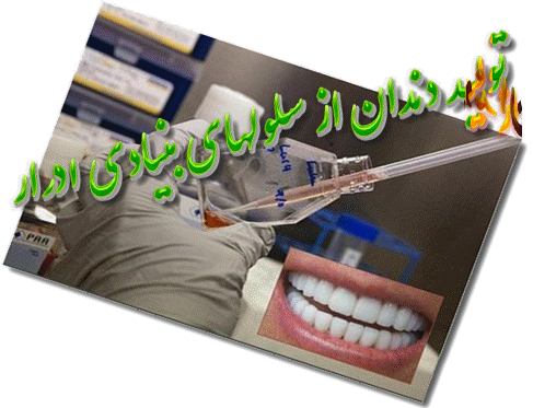 تولید دندان از سلول‌های بنیادی ادرار