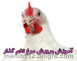 http://s2.picofile.com/file/7910030856/%D9%BE%D8%B1%D9%88%D8%B1%D8%B4_%D9%85%D8%B1%D8%BA_%D8%AA%D8%AE%D9%85_%DA%AF%D8%B0%D8%A7%D8%B1.jpg