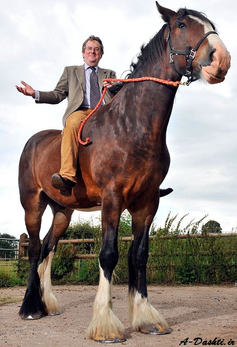 اسبی با 3 متر قد و 1 تن وزن