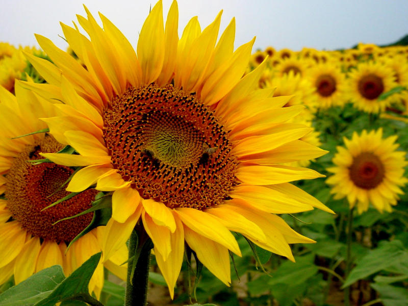 http://s2.picofile.com/file/7925571612/Helianthus_Annuus_1.jpg