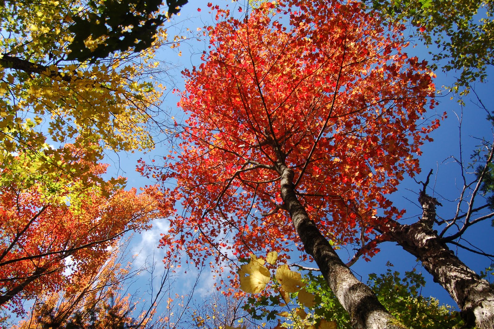 http://s2.picofile.com/file/7948151719/Lye_Brook_Wilderness_Fall_Foliage.jpg