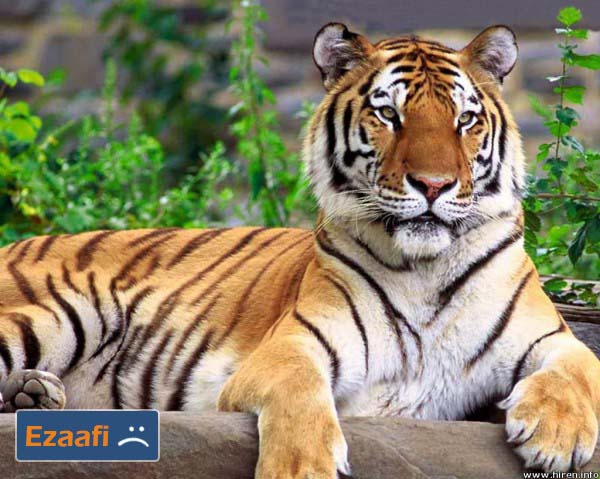 Siberian_Tiger