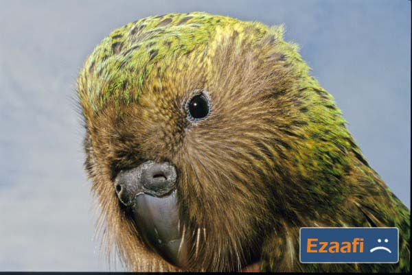 Kakapo