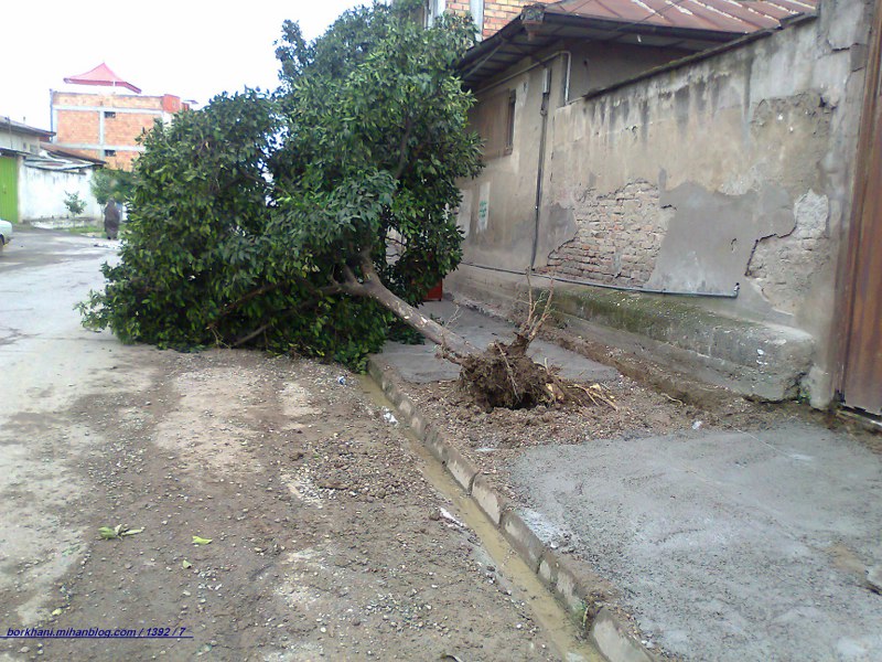 http://s2.picofile.com/file/7971480856/%D9%BE%DB%8C%D8%A7%D8%AF%D9%87_%D8%B1%D9%88_%D9%88_%D8%AF%D8%B1%D8%AE%D8%AA.jpg
