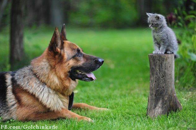 یه سگ و یه گربه