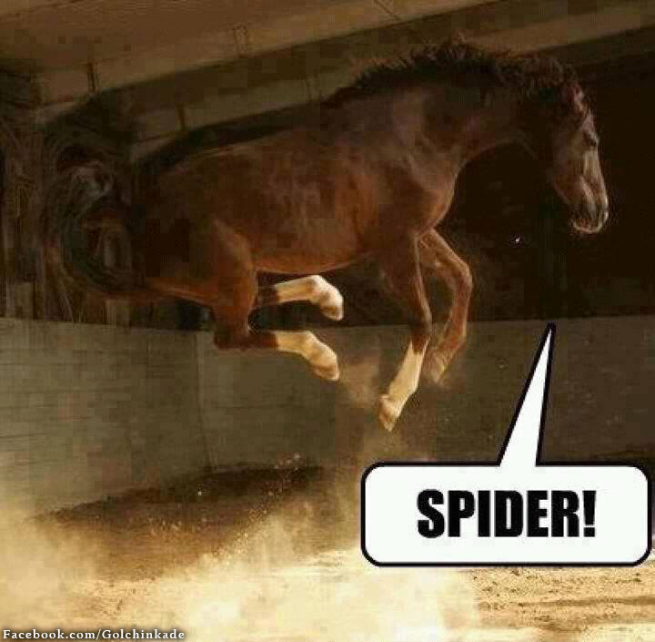عکس خنده دار یک اسب