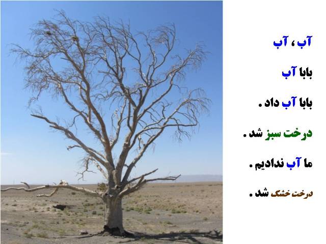 چنار خشك شد
