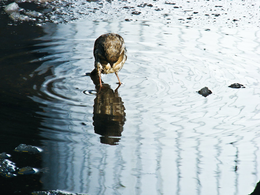 http://s2.picofile.com/file/7991992903/sparrow_in_water_reflexion_by_rockmylife.jpg